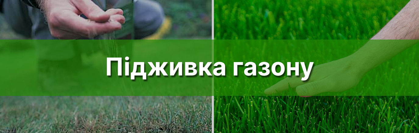Підживка газону