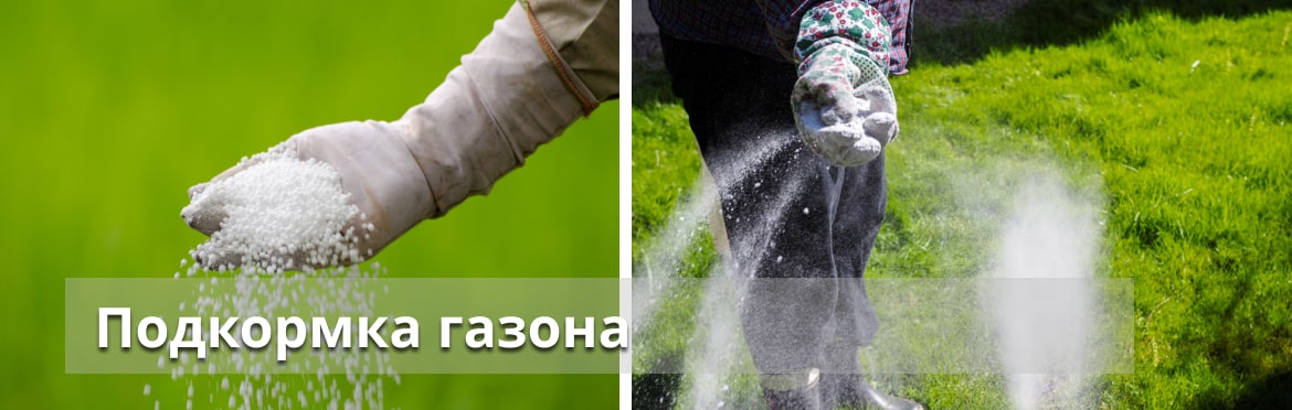 Подкормка газона